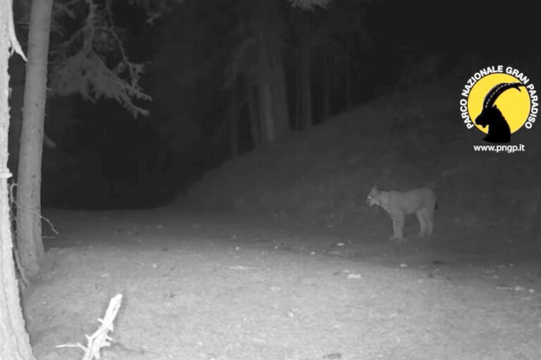 Observation extraordinaire d'un lynx dans le Parc National du Grand Paradis : un nouvel espoir pour l'espèce disparue au XXe siècle