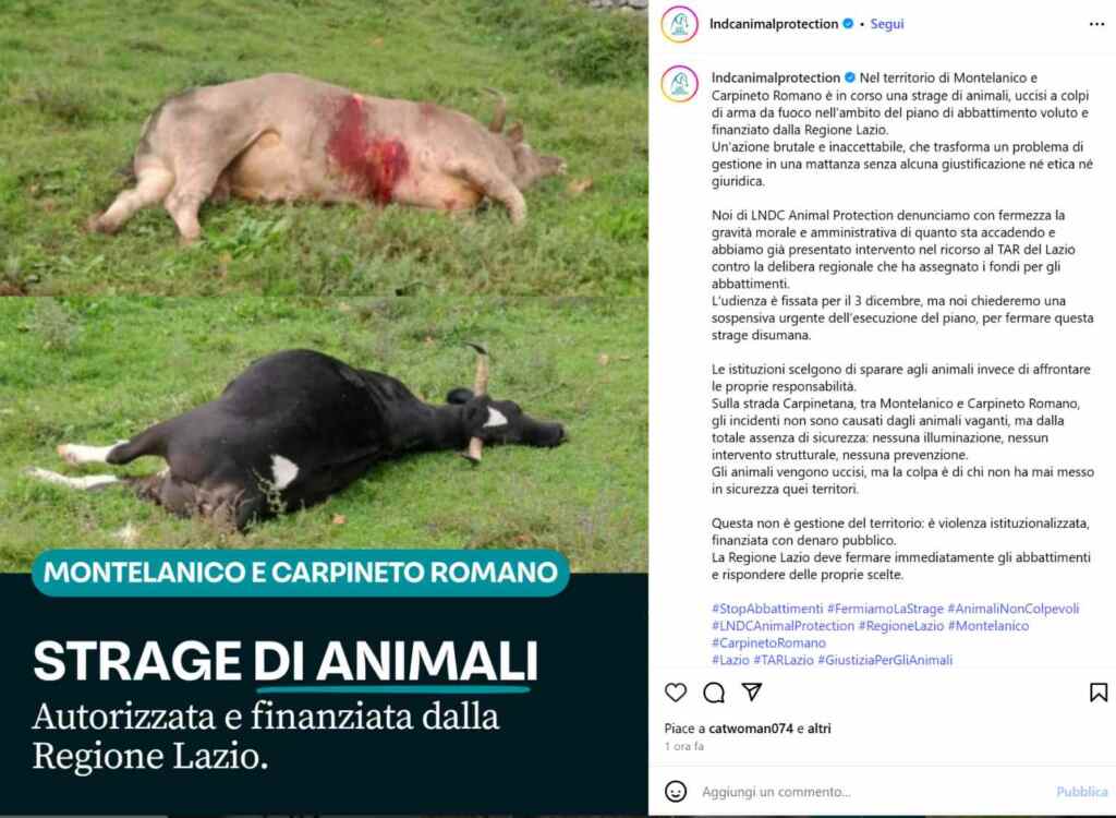 Massacre d'animaux Latium