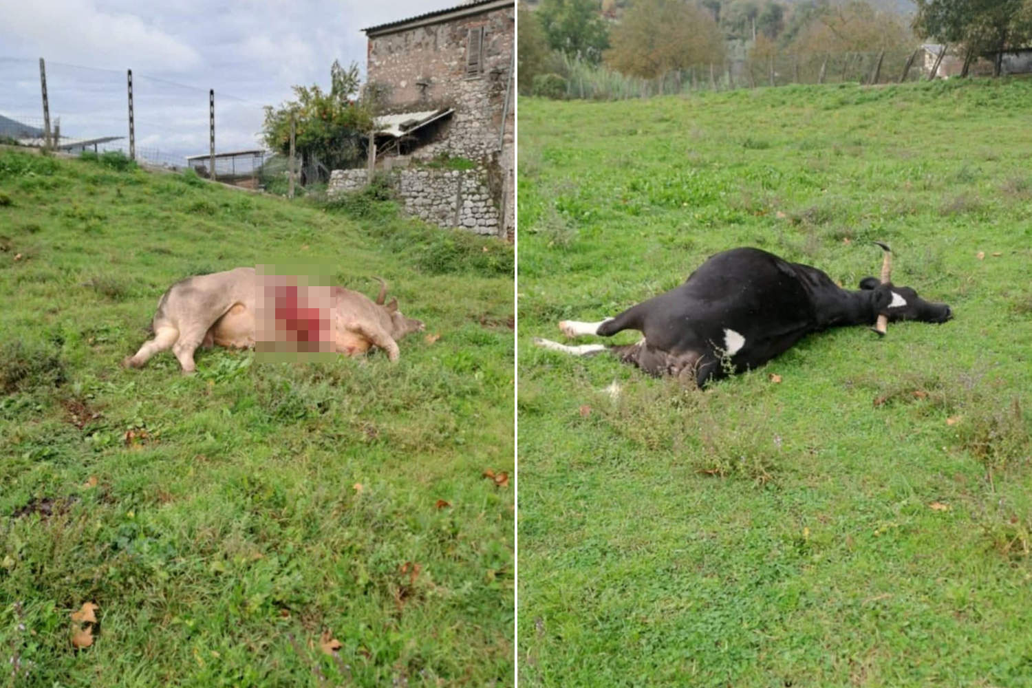 Strage animali Lazio 2