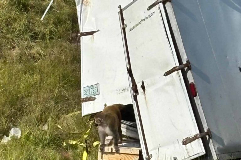 Un camion transportant des macaques de laboratoire se renverse et la panique éclate à cause des singes en fuite, mais sont-ils vraiment infectés ?