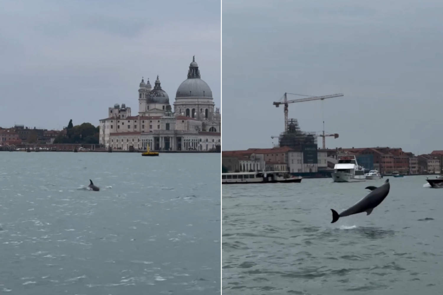 Sauvons Mimmo, le dauphin qui nage dans le bassin de Saint-Marc à Venise : il doit retourner au large
