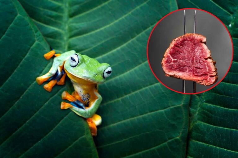 Comment la viande vole de l'espace à la vie sauvage (et à la nôtre)