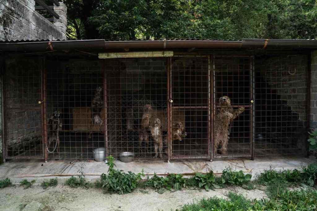 Chiens de chasse à mal