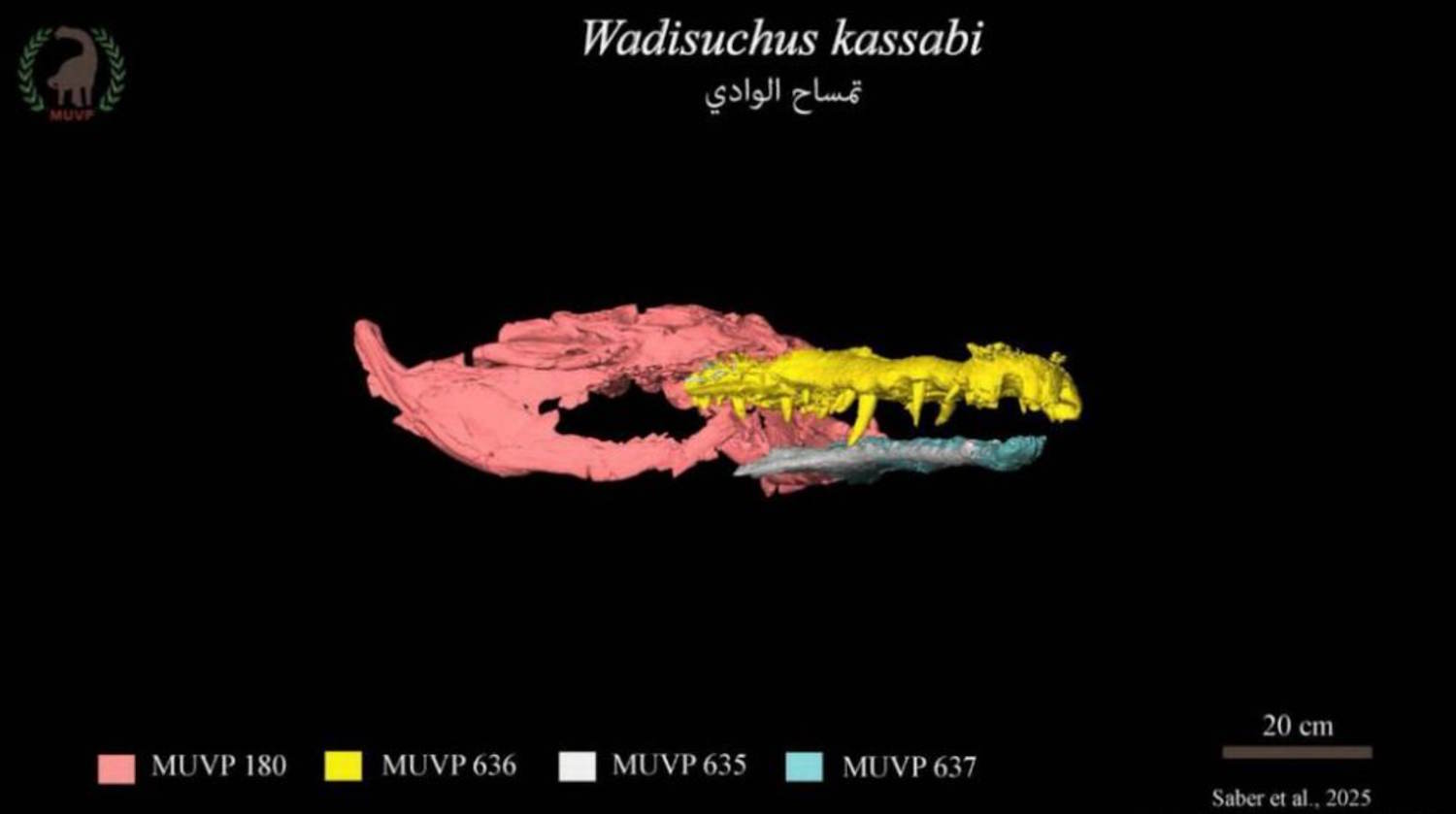 Découverte d'un crocodile dans l'Egypte ancienne