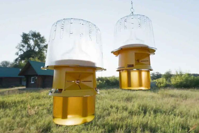 Frelons asiatiques : le piège écologique qui sauve les abeilles arrive et il fonctionne vraiment