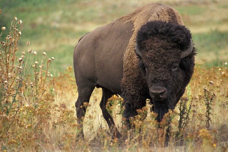 Le côté sauvage du changement climatique : voici comment les grands mammifères réagissent à la chaleur extrême