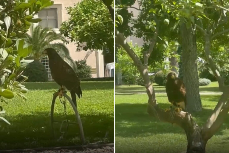 « Libérons les deux buses attachées devant le siège de la Coldiretti : hors du Moyen Âge ! » : l'appel contre cette pratique cruelle