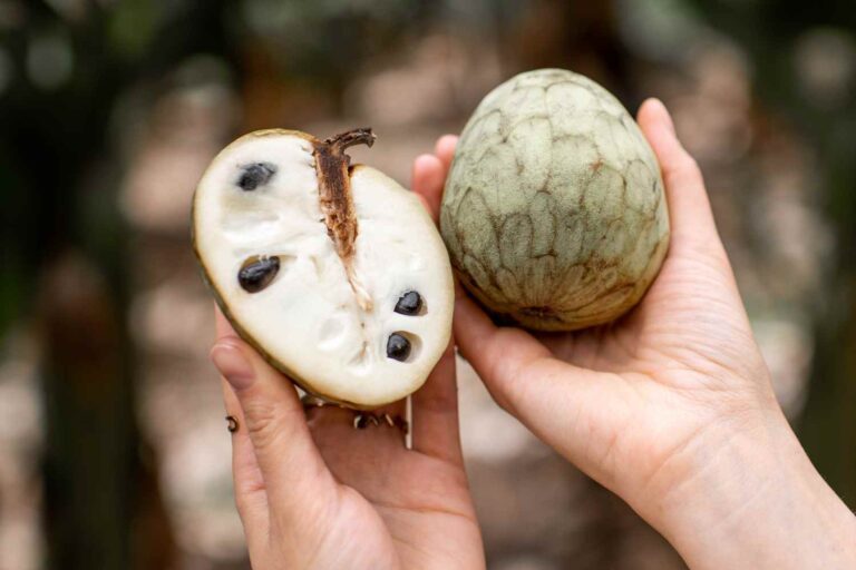 Avez-vous déjà goûté Annona ? Ce fruit tropical (cultivé en Calabre et en Sicile) est une explosion de goût