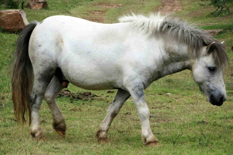 Pony est mort à Acate après avoir été traîné sur plusieurs mètres par une voiture : l'accusé acquitté car « le fait n'existe pas »