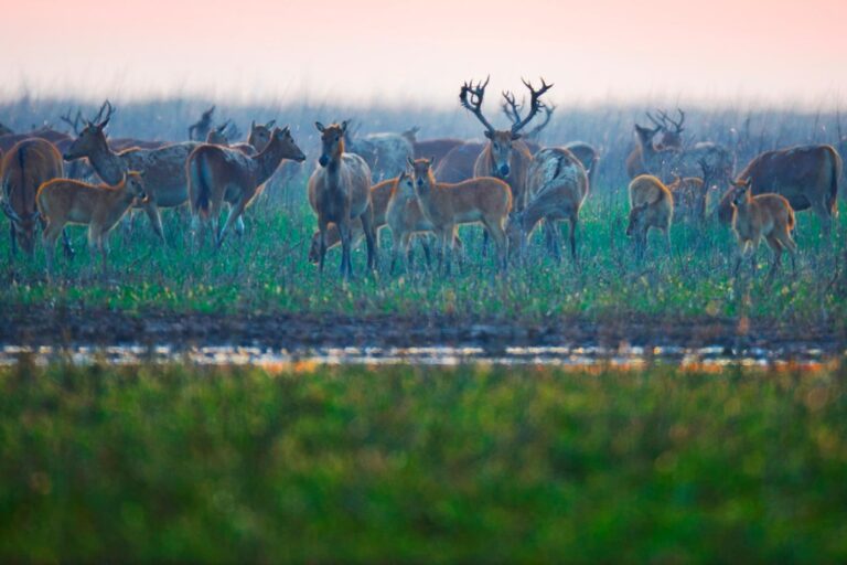 La renaissance du cerf légendaire du Père David : autrefois éteint, on en compte aujourd'hui plus de 8 000 spécimens