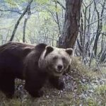 Le gouverneur Fugatti acquitté par le tribunal de Trente pour l'assassinat cruel de l'ours M90 : « l'acte ne constitue pas un crime »