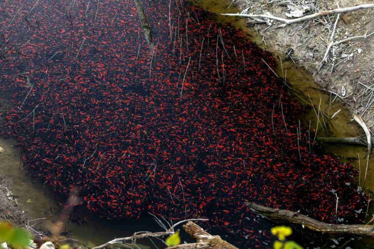 Ce lac du Trentin a été envahi par des milliers de poissons rouges relâchés par l'homme : ils constituent désormais une menace pour l'écosystème