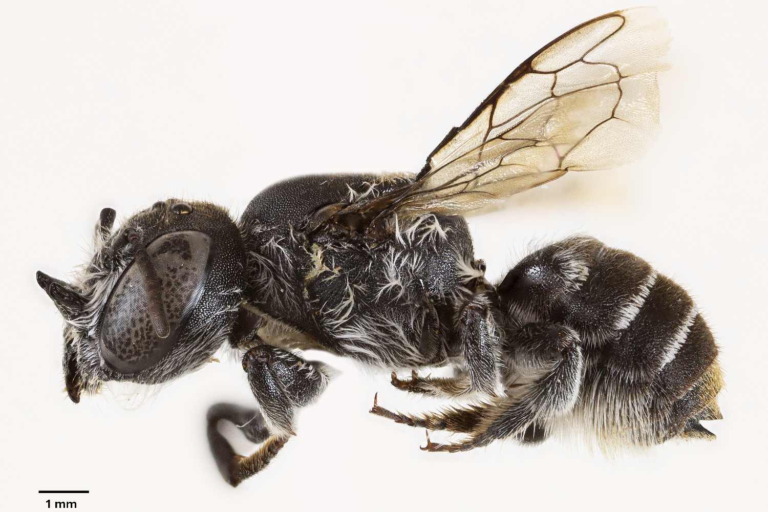 Ape lucifero