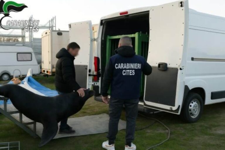 Lion de mer sauvé du cirque : il a été contraint de survivre dans un récipient contenant quelques centimètres d'eau sale