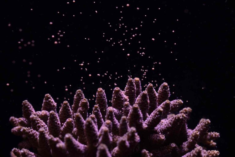 Canon et Nature Seychelles s'unissent pour sauver les récifs coralliens du point de non-retour