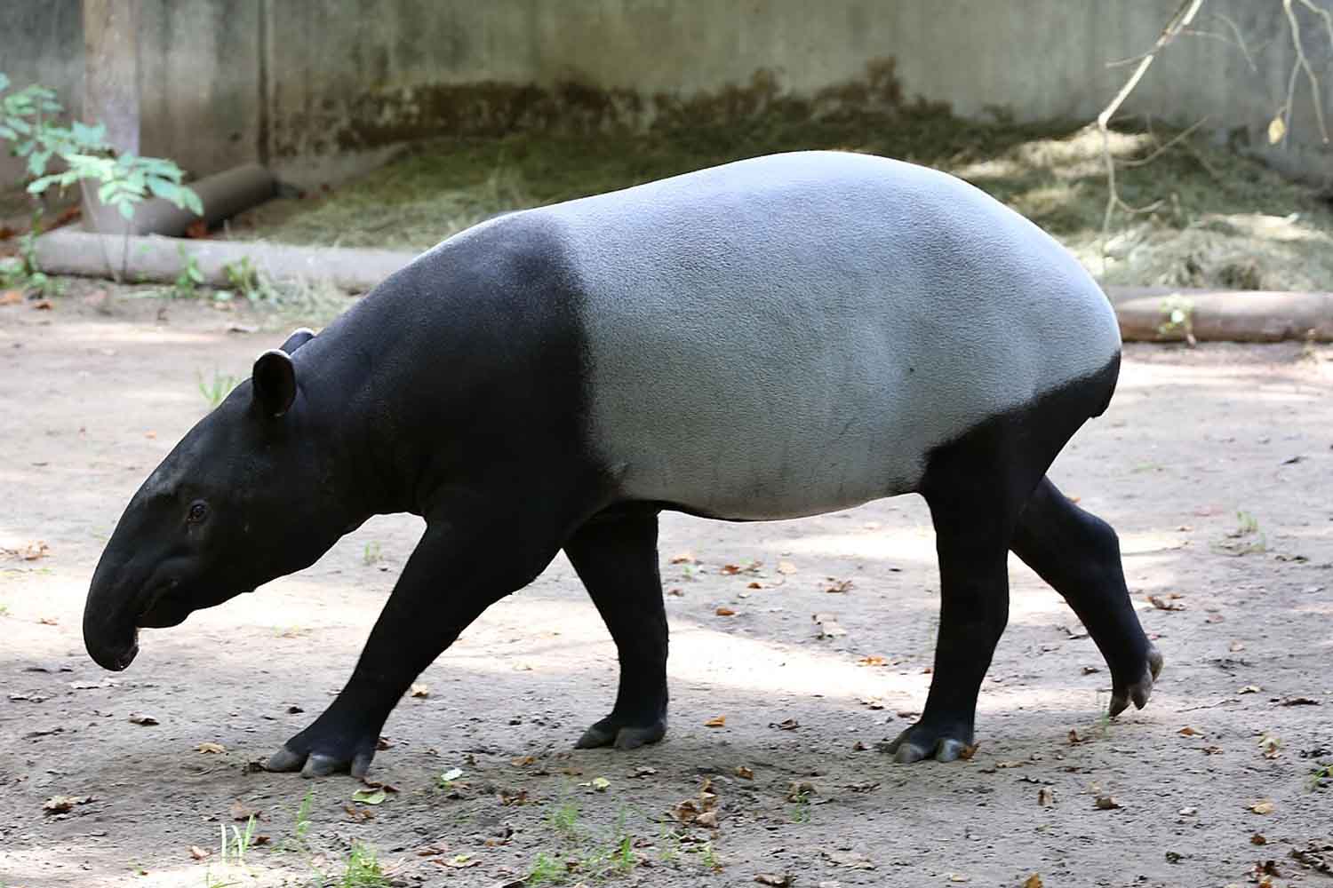 Tapiro dalla gualdrappa
