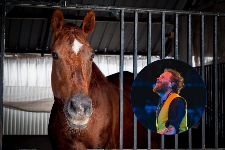 « Non aux concerts de Jovanotti dans les hippodromes », les associations défendant le bien-être des chevaux contre Jovanotti