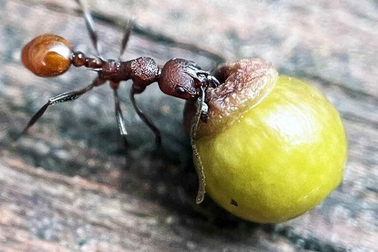 La découverte d'un enfant de 8 ans dans son jardin a littéralement changé la biologie pour toujours