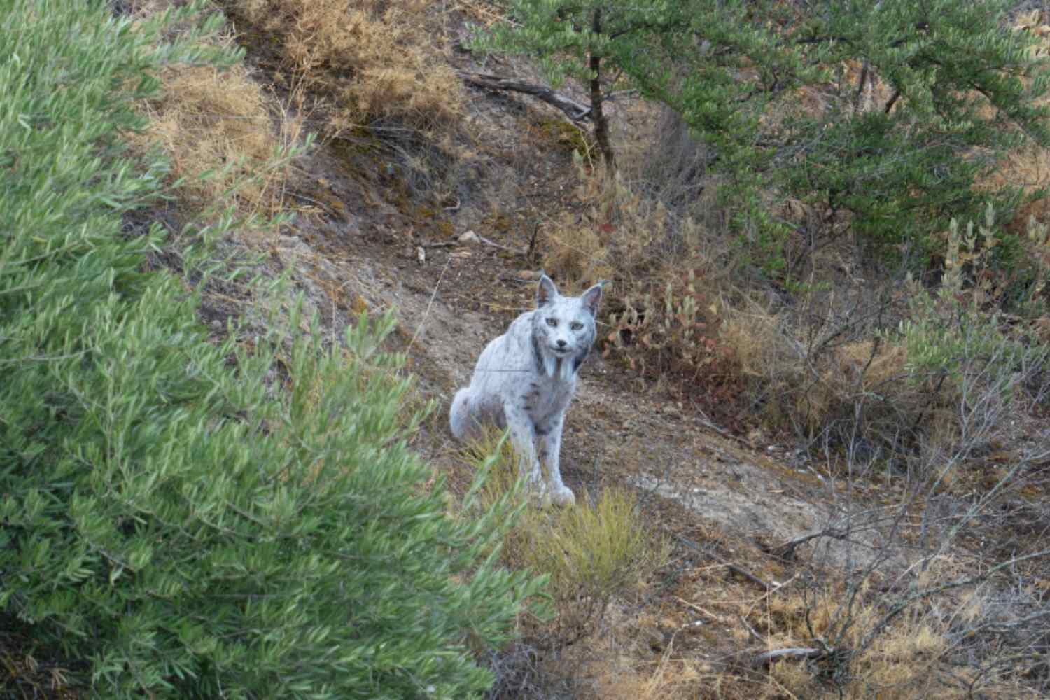 Lince iberica leucistica