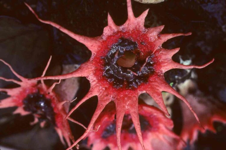 le champignon qui ressemble au Démogorgon de Stranger Things