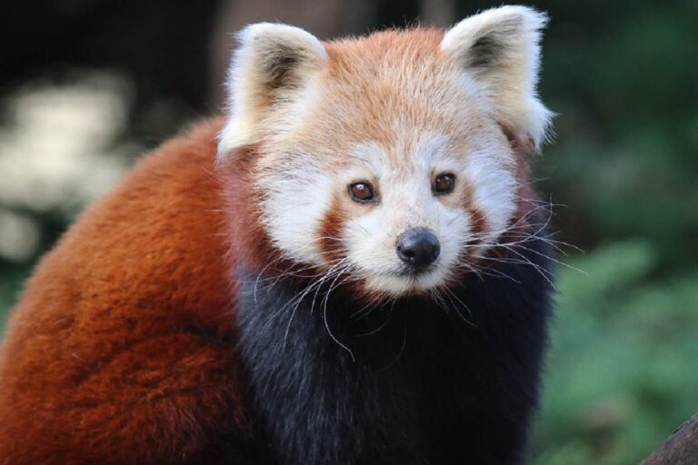 Adieu à Suri, le timide panda roux symbole de Paradise Park est mort (sans jamais connaître son véritable habitat)