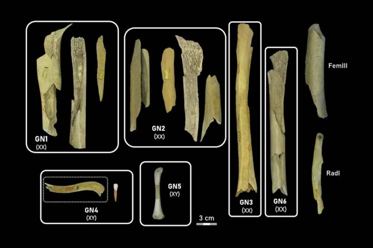 Les Néandertaliens étaient-ils des cannibales ? Des preuves qu'ils mangeaient les leurs ont été découvertes dans une grotte belge