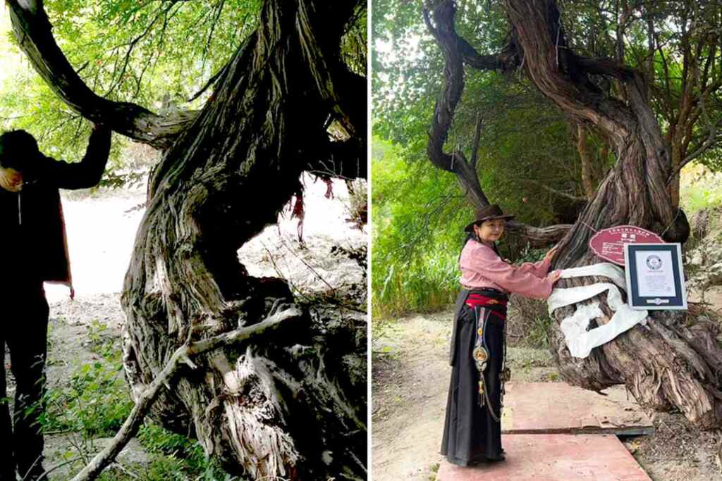 Vigne la plus ancienne