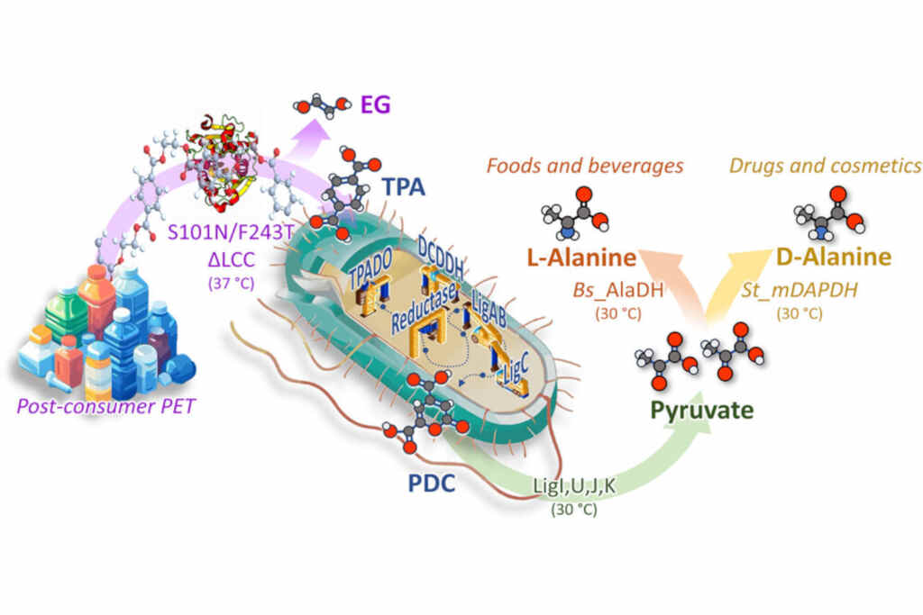 Acides aminés plastiques