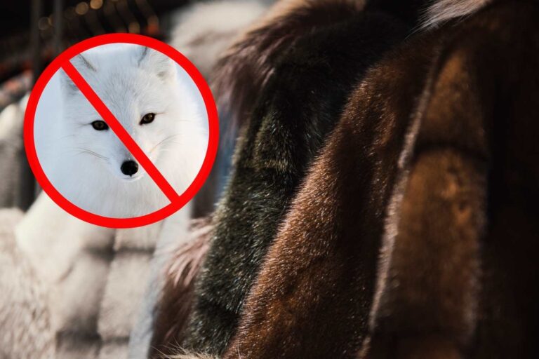 Arrêt historique de l’élevage d’animaux à fourrure : la Pologne interdit la mode cruelle