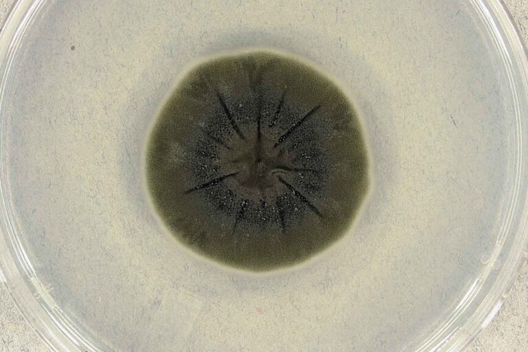 Le champignon de Tchernobyl semble avoir développé une capacité incroyable (ce qui déroute les scientifiques)
