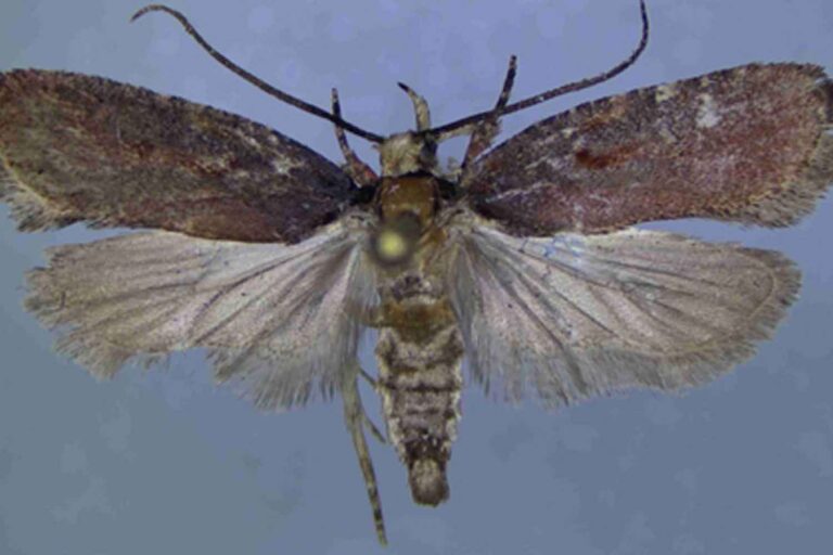 Un papillon de nuit jamais décrit apparaît en Calabre et surprend les scientifiques