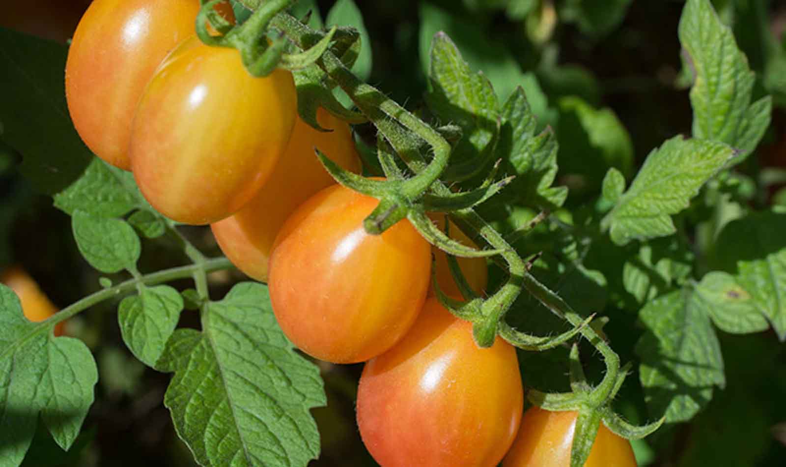 Scarlet Sunrise pomodoro