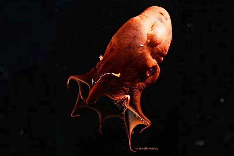 Des scientifiques extraient l'ADN d'un « calmar vampire de l'enfer » et découvrent un secret vieux de 300 millions d'années