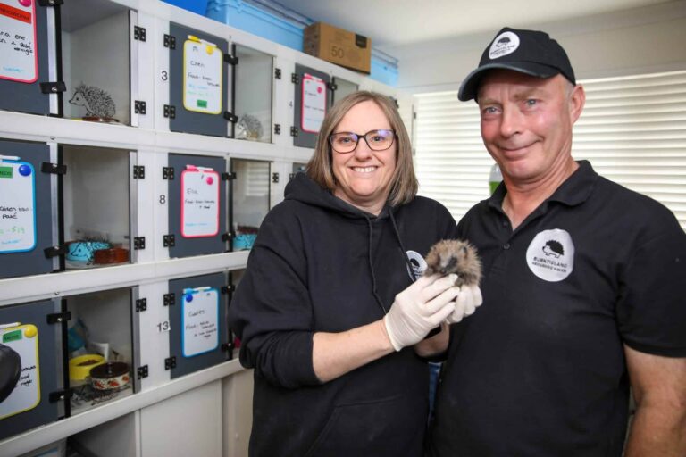 Ce couple a transformé leur maison en hôpital pour hérissons (et en a déjà économisé plus de 500)