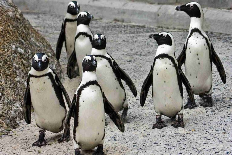 Les manchots africains meurent de faim : la disparition des sardines entraîne leur déclin