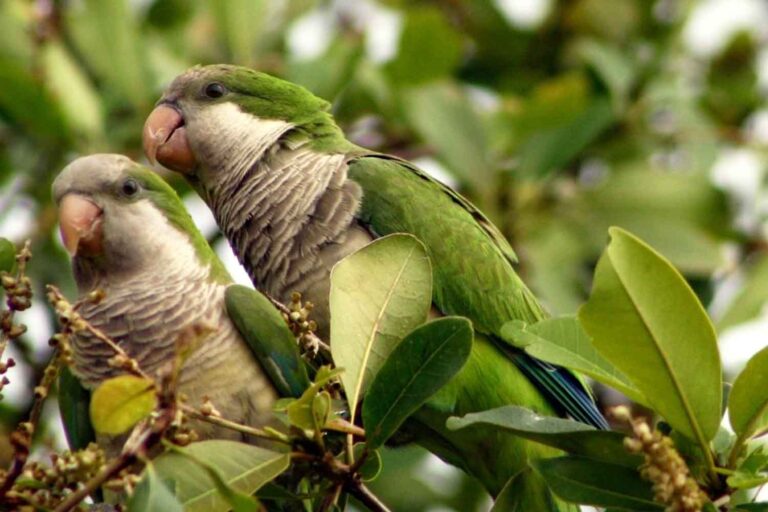 Vous avez du mal à vous faire de nouveaux amis ? Inspirez-vous des perruches moines