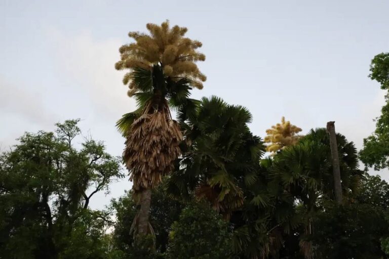 Assistez à la rare floraison des palmiers talipot à Rio de Janeiro : ils ne fleurissent qu'une fois dans une vie.