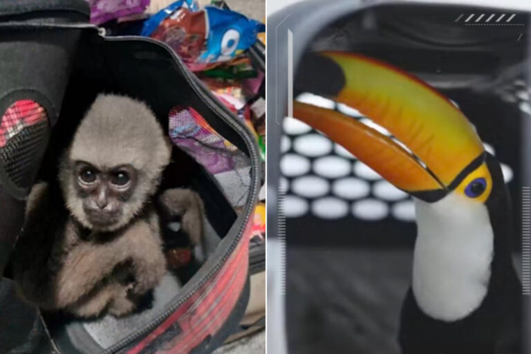 Près de 30 000 animaux (dont des hippopotames et des pangolins) sauvés d'un énorme trafic international d'espèces sauvages : raids dans 134 pays