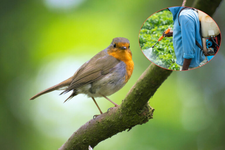 Après l’interdiction de ces dangereux pesticides, les oiseaux se rétablissent (mais maintenant l’UE veut prendre du recul)