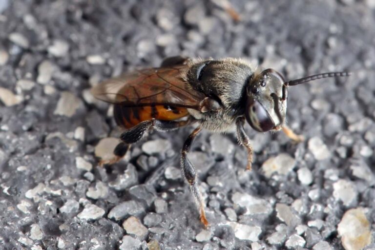 Victoire pour les abeilles amazoniennes sans dard du Pérou : ce sont les premiers insectes au monde reconnus comme sujets de droit