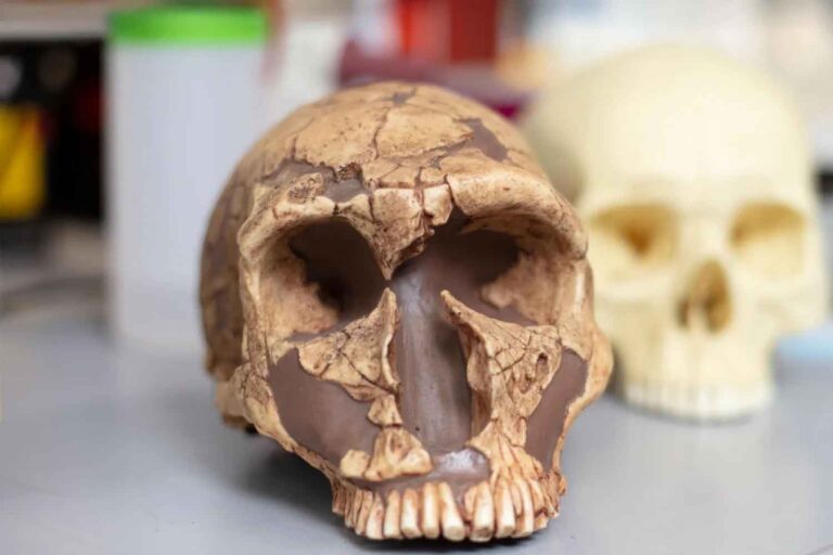 Du poison à l’avantage évolutif : comment l’exposition au plomb a façonné l’intelligence humaine