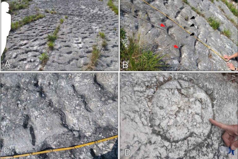 Tortues fuyant le Conero : mille empreintes de pas qui racontent un tremblement de terre il y a 80 millions d'années