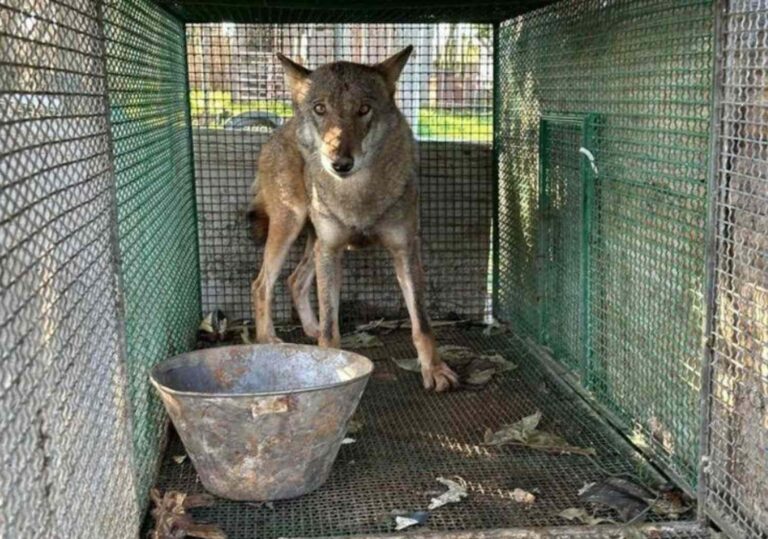 Les carabiniers trouvent un loup sauvage enfermé dans une petite cage : découverte lors d'un raid antidrogue à Foggia