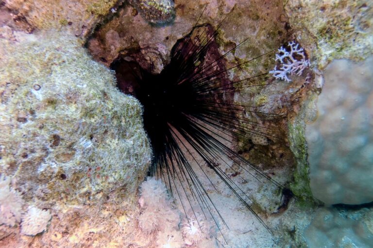 Une pandémie mondiale invisible transforme les oursins et les coraux en squelettes blancs