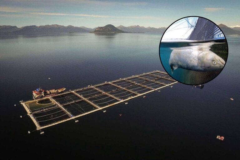 Revirement sensationnel dans l’élevage du saumon en Argentine : les élevages menacent à nouveau la Terre de Feu