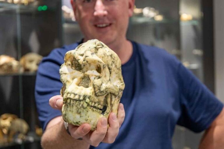 Le fossile d’hominidé de Little Foot pourrait être une nouvelle espèce d’ancêtre humain (et réécrire l’évolution humaine)