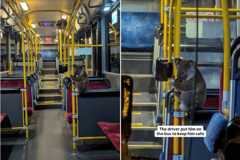 Un chauffeur sauve un koala de la circulation et le met en sécurité dans son bus : la vidéo est un concentré de tendresse