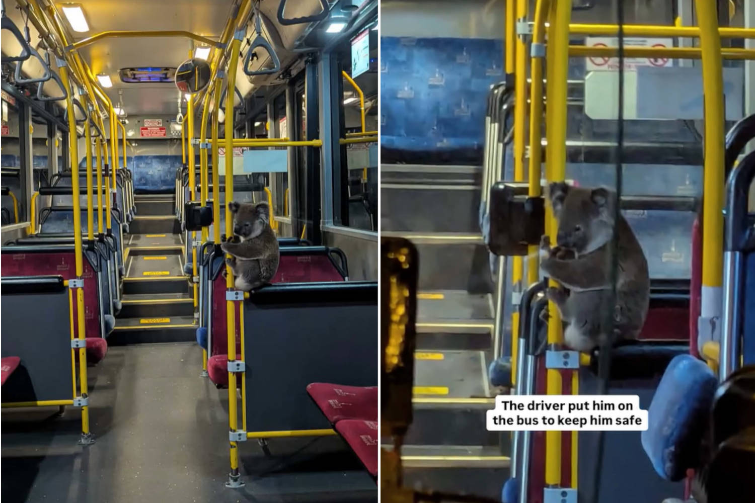 Koala bus