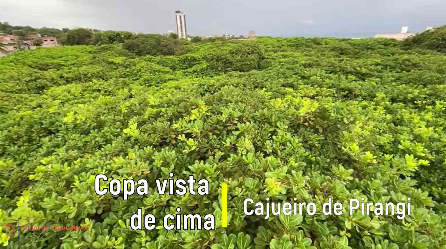 C'est le plus grand anacardier du monde, il ressemble à une forêt de plus de 70 arbres