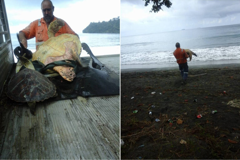 Cet homme a sauvé des dizaines de tortues marines en les achetant sur les marchés et en les relâchant à la mer.
